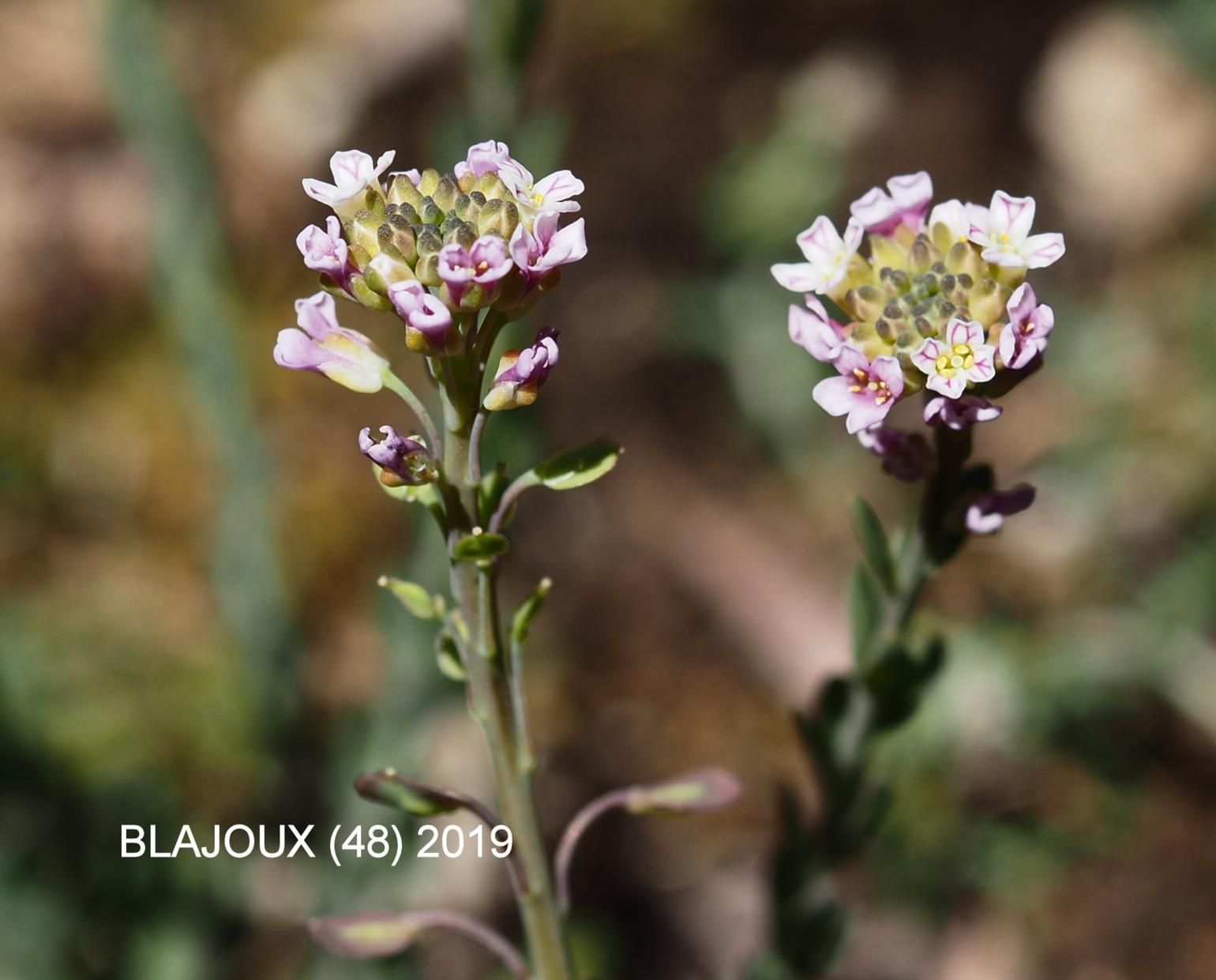 Candytuft, Burnt